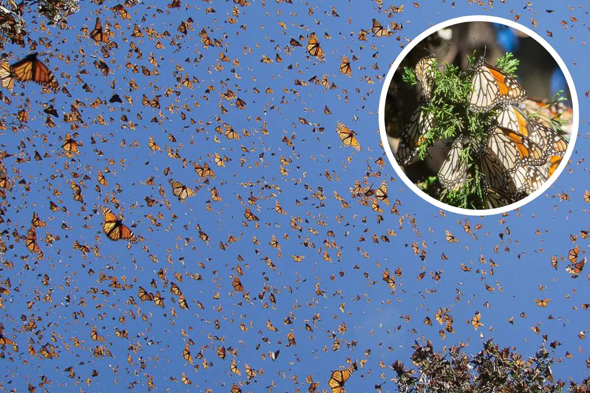 Viaje de la Mariposa Monarca: 3 lugares de México para observar este increíble paisaje. Foto: Gobierno de Edomex|Canva