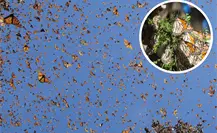 Viaje de la Mariposa Monarca: 3 lugares de México para observar este increíble paisaje Viaje de la Mariposa Monarca: 3 lugares de México para observar este increíble paisaje