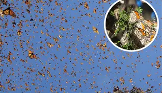 Viaje de la Mariposa Monarca: 3 lugares de México para observar este increíble paisaje