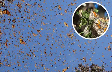 Viaje de la Mariposa Monarca: 3 lugares de México para observar este increíble paisaje