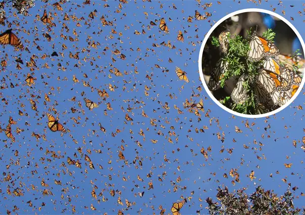Viaje de la Mariposa Monarca: 3 lugares de México para observar este increíble paisaje