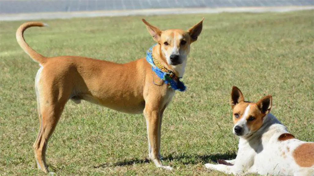 Wero y Manolo lanzan su propia "merch" para costear sus gastos veterinarios