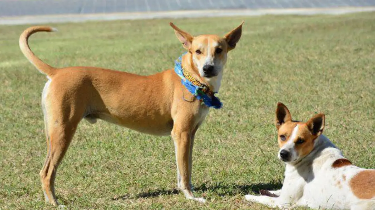 Wero y Manolo ocupan de tu apoyo para continuar con su tratamiento y cuidado | Foto: FB Wero y Manolito de la Torre