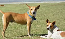 Wero y Manolo lanzan su propia “merch” para costear sus gastos veterinarios Wero y Manolo lanzan su propia “merch” para costear sus gastos veterinarios