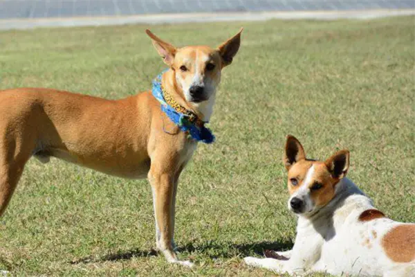 Wero y Manolo lanzan su propia "merch" para costear sus gastos veterinarios Wero y Manolo lanzan su propia "merch" para costear sus gastos veterinarios