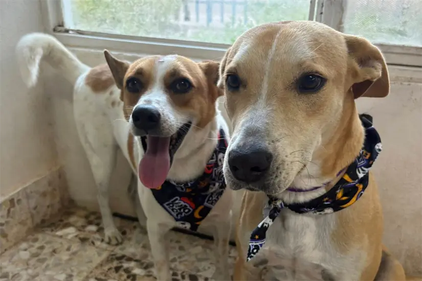 imagen recuadro Amigos inseparables | Foto: FB Wero y Manolito de la Torre