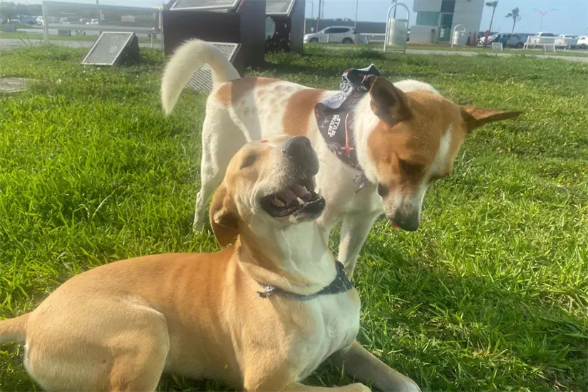 imagen recuadro Pasan aventuras juntos en el área verde del Parque Bicentenario | Foto: FB Wero y Manolito de la Torre