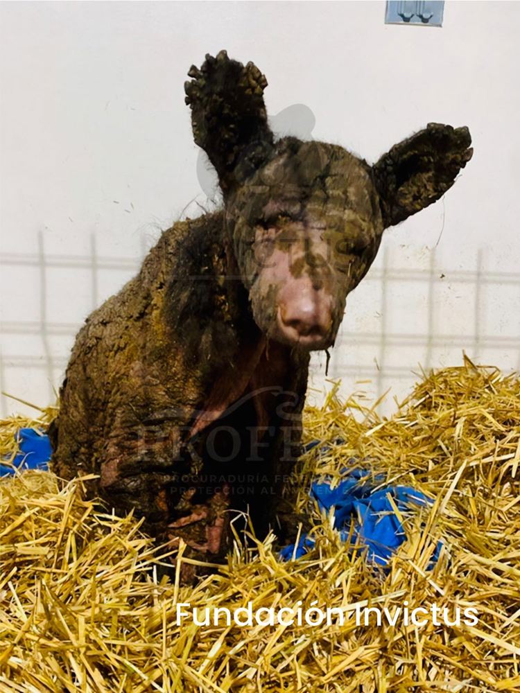 imagen-cuerpo imagen-cuerpo