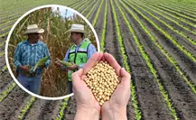 ¿Qué es la agricultura sostenible y por qué Coahuila dará incentivos a quienes la practiquen?