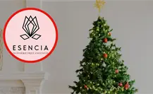 Así puedes rentar tu pinito de Navidad en Ciudad Victoria Así puedes rentar tu pinito de Navidad en Ciudad Victoria