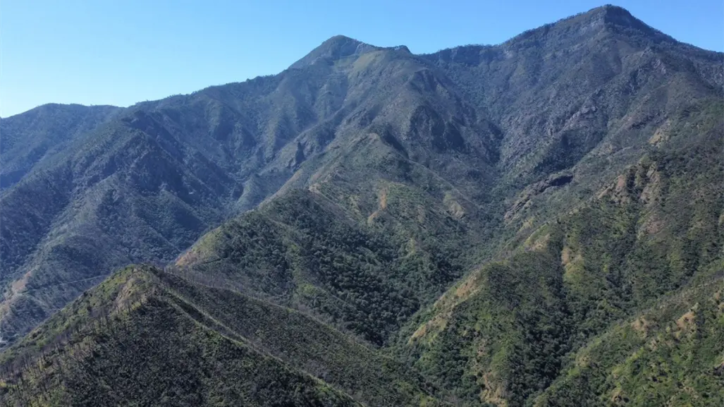 Atienden bosques de Tamaulipas para preservar su riqueza ambiental