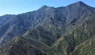 Atienden bosques de Tamaulipas para preservar su riqueza ambiental