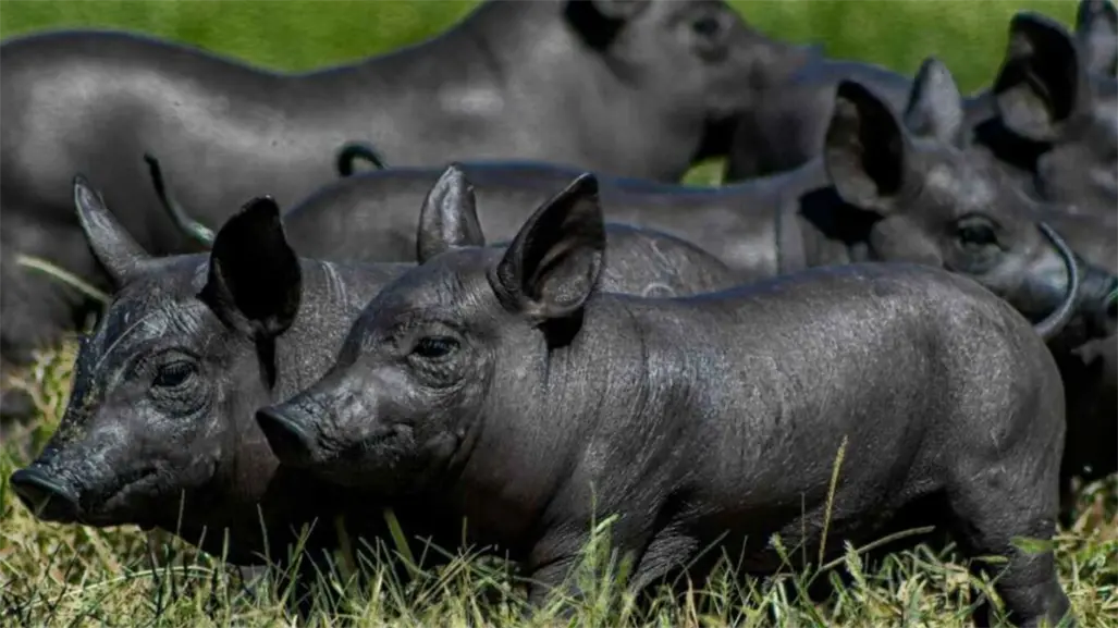 ¿Sabías que existe un cerdo que dio origen a la cochinita pibil? Conoce el cerdo pelón mexicano