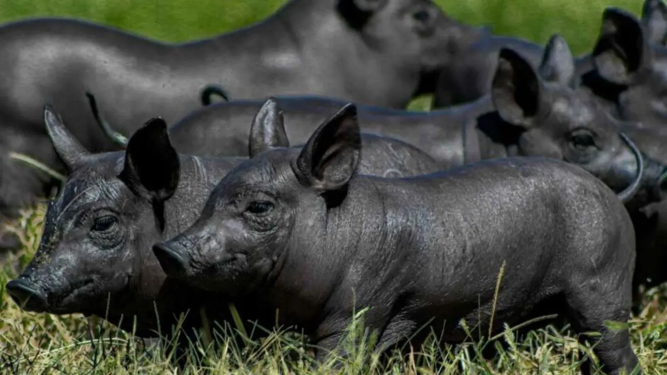¿Qué hace especial al cerdo pelón mexicano?. Foto: Lindolinaje