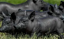 ¿Sabías que existe un cerdo que dio origen a la cochinita pibil? Conoce el cerdo pelón mexicano