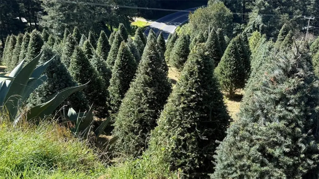 Edomex inicia venta de árboles de Navidad: conoce los puntos para adquirir el tuyo