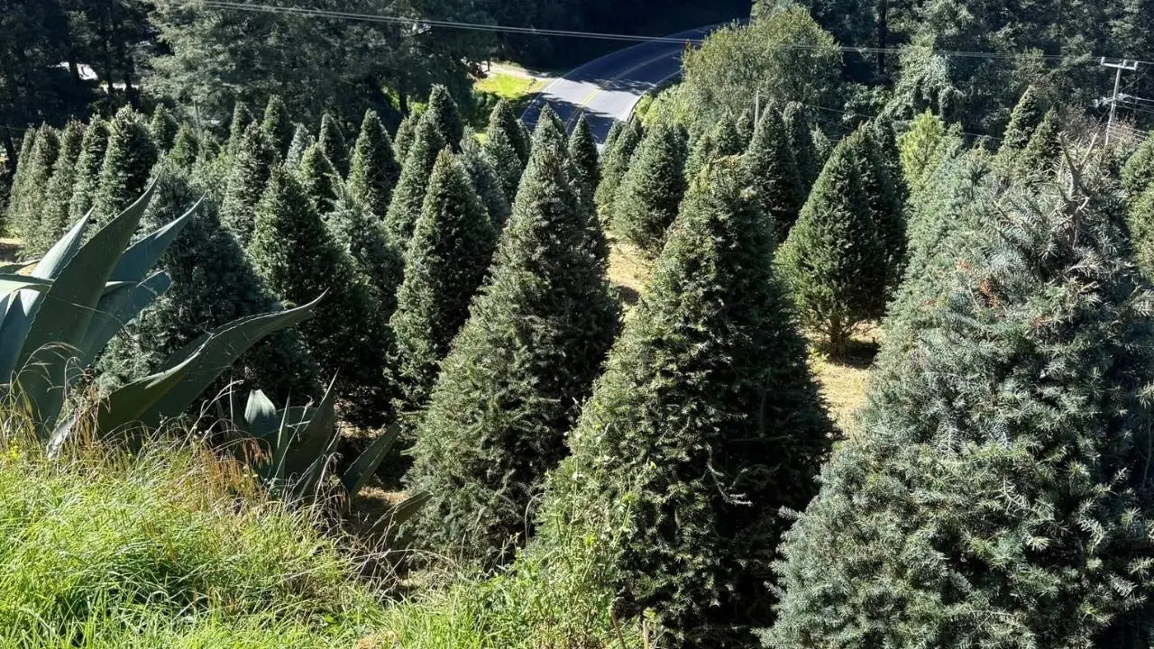 Edomex inicia venta de árboles de Navidad: conoce los puntos para adquirir el tuyo. Foto: Sonia Alejandro Vilchis