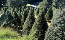 Edomex inicia venta de árboles de Navidad: conoce los puntos para adquirir el tuyo Edomex inicia venta de árboles de Navidad: conoce los puntos para adquirir el tuyo