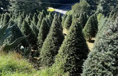 Edomex inicia venta de árboles de Navidad: conoce los puntos para adquirir el tuyo
