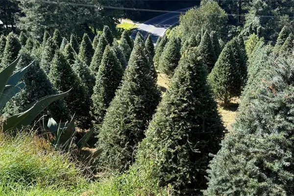Edomex inicia venta de árboles de Navidad: conoce los puntos para adquirir el tuyo Edomex inicia venta de árboles de Navidad: conoce los puntos para adquirir el tuyo