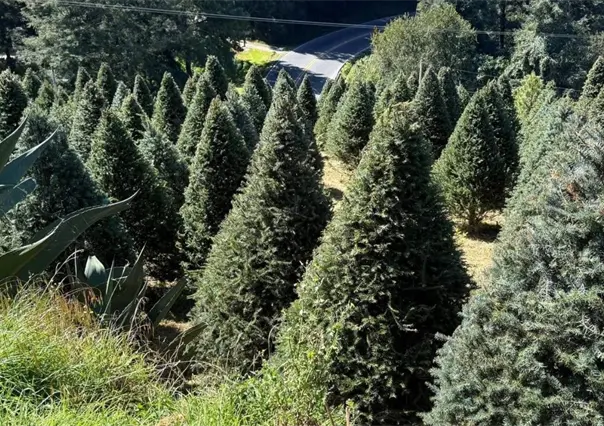 Edomex inicia venta de árboles de Navidad: conoce los puntos para adquirir el tuyo