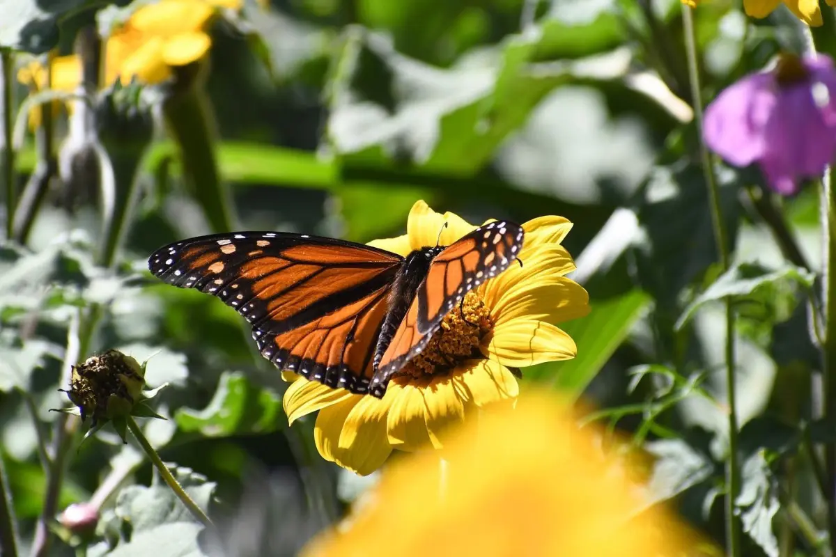 Se trata de más de 4 mil kilómetros de vuelo lo que realiza la mariposa como parte de su migración de invierto, lo que ha permitido su supervivencia. Foto: Daniel Espinoza