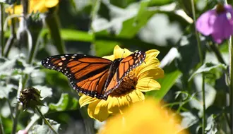El pico migratorio de la mariposa monarca está de paso por Tamaulipas