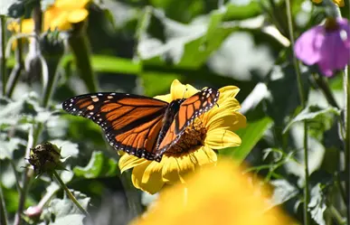 El pico migratorio de la mariposa monarca está de paso por Tamaulipas