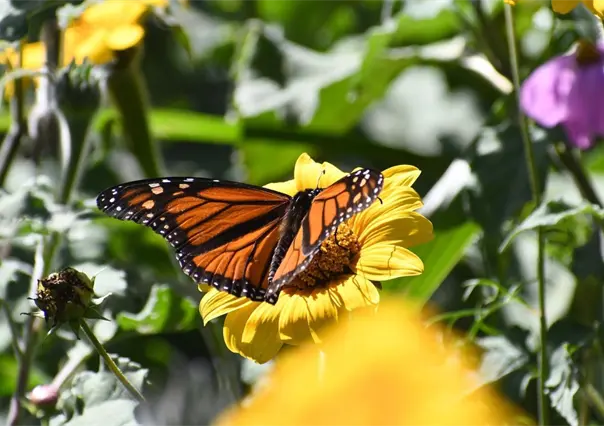 El pico migratorio de la mariposa monarca está de paso por Tamaulipas