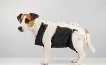 Esterilización de mascotas en Torren a bajo costo este domingo Esterilización de mascotas en Torren a bajo costo este domingo