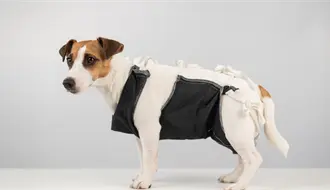 Esterilización de mascotas en Torren a bajo costo este domingo