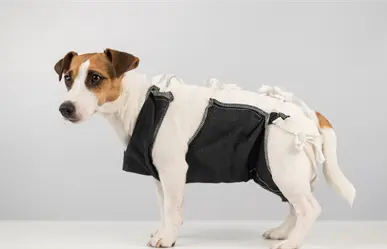 Esterilización de mascotas en Torren a bajo costo este domingo