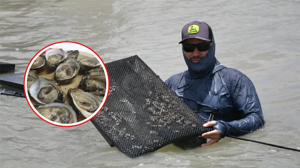 Supervisa Tamaulipas granjas de ostión para fortalecer la producción sustentable