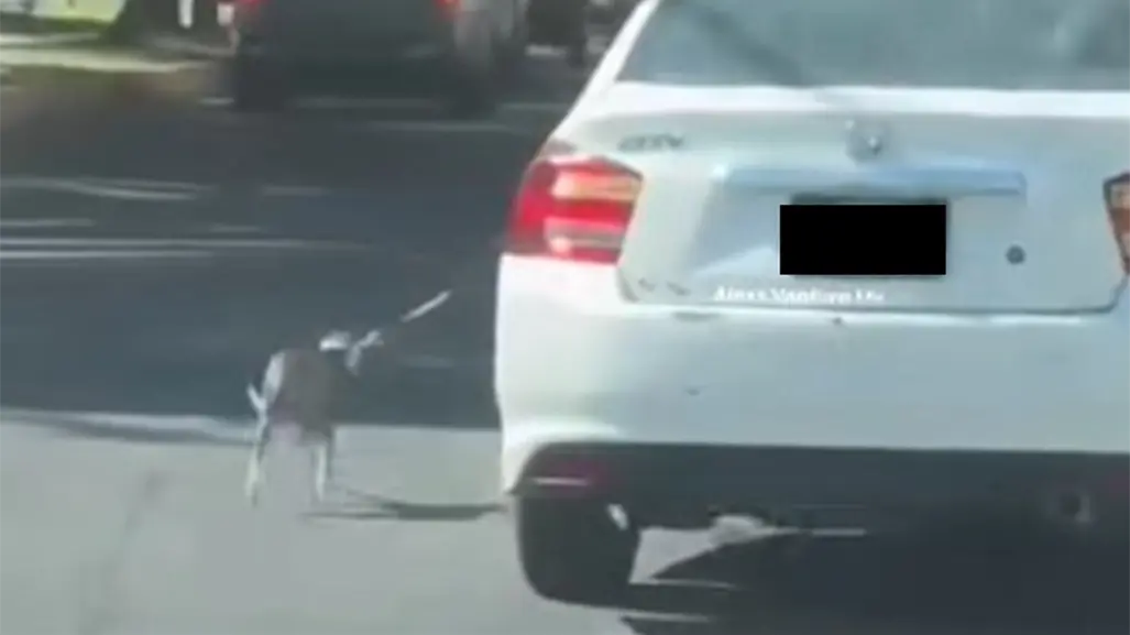 VIDEO l Hombre obliga a perro amarrado a correr mientras conduce auto en Monterrey