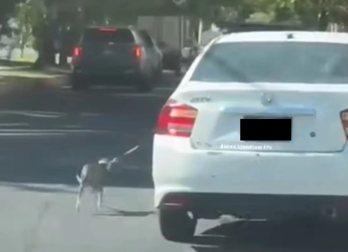 Un usuario de Facebook captó el momento en que un automovilista forzó a correr a un perro junto a su vehículo en movimiento en una avenida de Monterrey, Nuevo León. Foto: Facebook Alexs Ventura