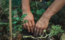 Inauguran en Valladolid la Feria de Medicina Tradicional Maya “Raíces de Sanación 2025” Inauguran en Valladolid la Feria de Medicina Tradicional Maya “Raíces de Sanación 2025”