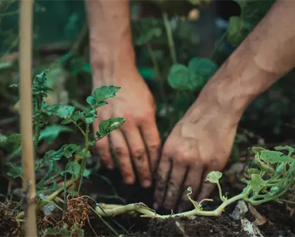 Inauguran en Valladolid la Feria de Medicina Tradicional Maya "Raíces de Sanación 2025"