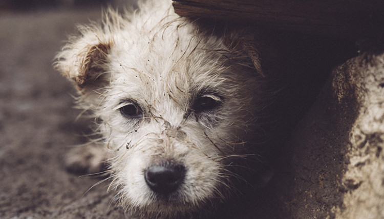 imagen-cuerpo imagen-cuerpo