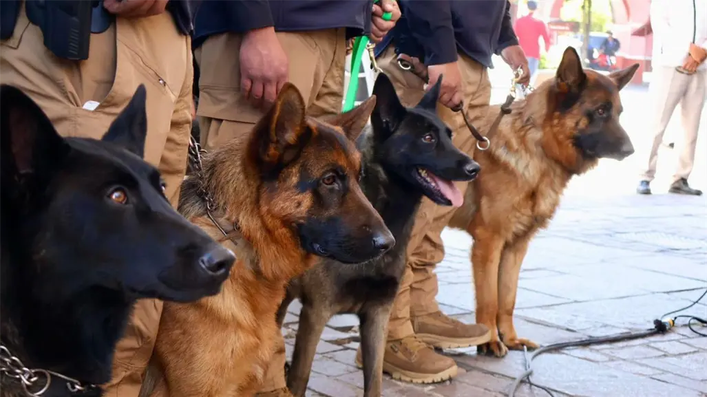 Metepec presenta la primera Policía Ambiental y de Protección Animal del Edomex