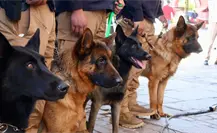 Metepec presenta la primera Policía Ambiental y de Protección Animal del Edomex Metepec presenta la primera Policía Ambiental y de Protección Animal del Edomex