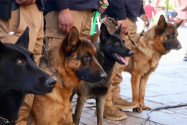 Metepec presenta la primera Policía Ambiental y de Protección Animal del Edomex Metepec presenta la primera Policía Ambiental y de Protección Animal del Edomex