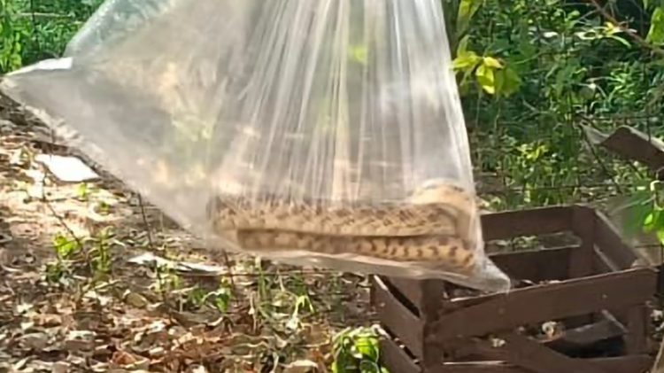 imagen-cuerpo imagen-cuerpo