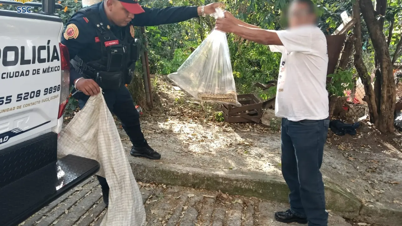 Policías resguardan víbora de tres metros dentro de una casa en Álvaro Obregón. Foto: SSC_ CDMX | Canva