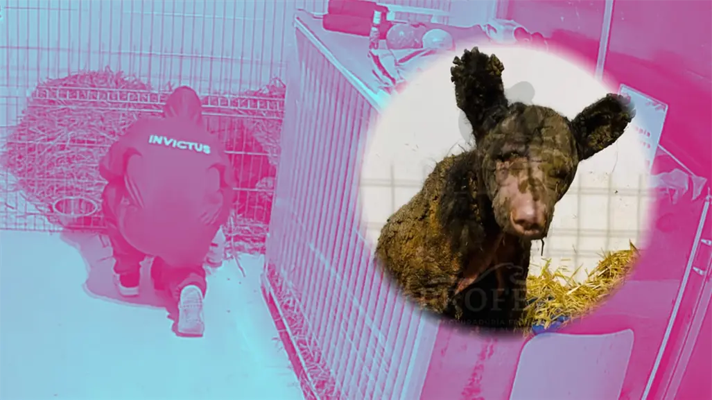 VIDEO I  Así empieza el día de la osa Mina en la Fundación Invictus