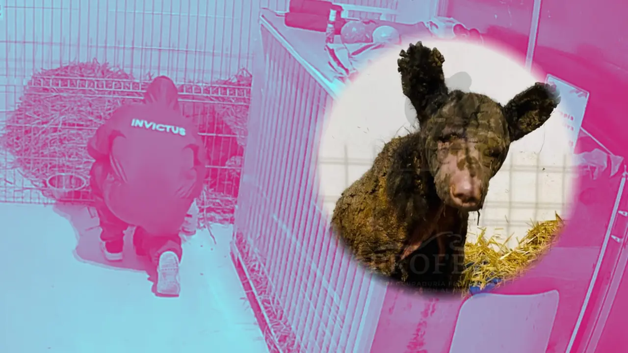 La osa Mina en la Fundación Invictus. Foto: Composición Canva