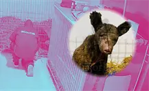 VIDEO I  Así empieza el día de la osa Mina en la Fundación Invictus