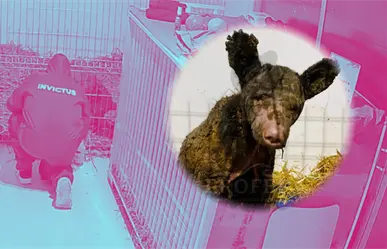 VIDEO I Así empieza el día de la osa Mina en la Fundación Invictus