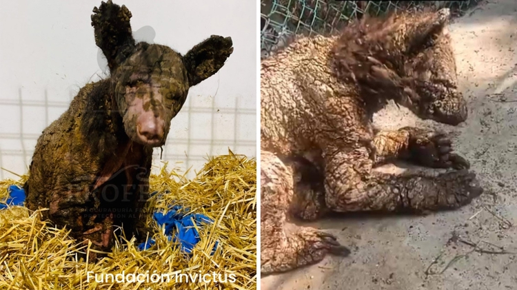 imagen-cuerpo imagen-cuerpo