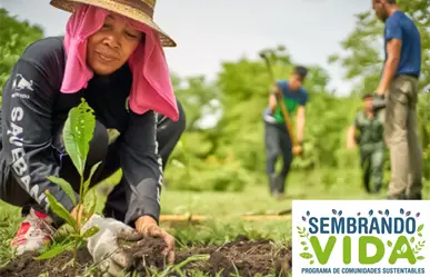 Sembrando Vida: ¿Cuándo se otorga el pago y cuánto les corresponde a los beneficiarios?