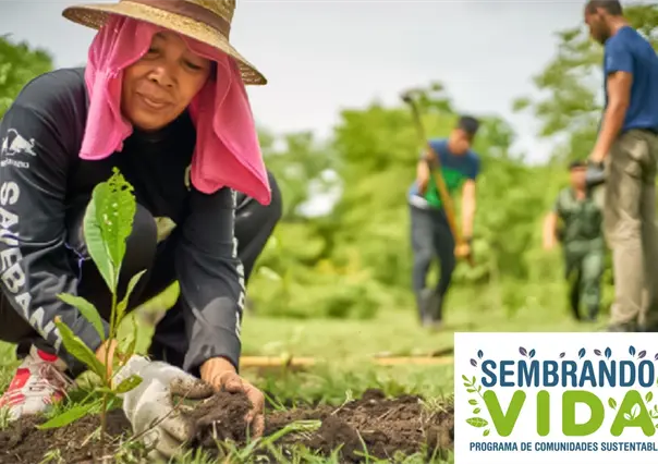 Sembrando Vida: ¿Cuándo se otorga el pago y cuánto les corresponde a los beneficiarios?